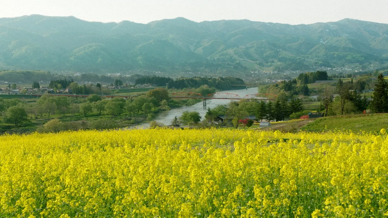 美しい長野県の菜の花畑とともに「おぼろ月夜」の風景を楽しむ