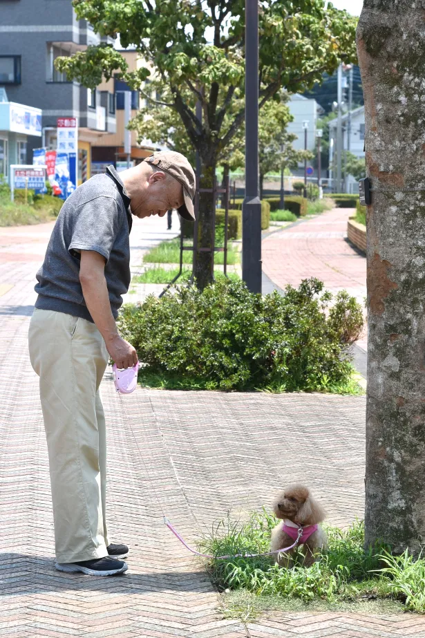 定年退職後に買い始めたトイプードルを溺愛する三隅幸造(田山涼成)は、ひどい腰痛で犬のフンの始末を放置してしまう