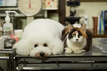 相葉雅紀主演ドラマとコラボ! 2万4000件のペット写真がズラリ