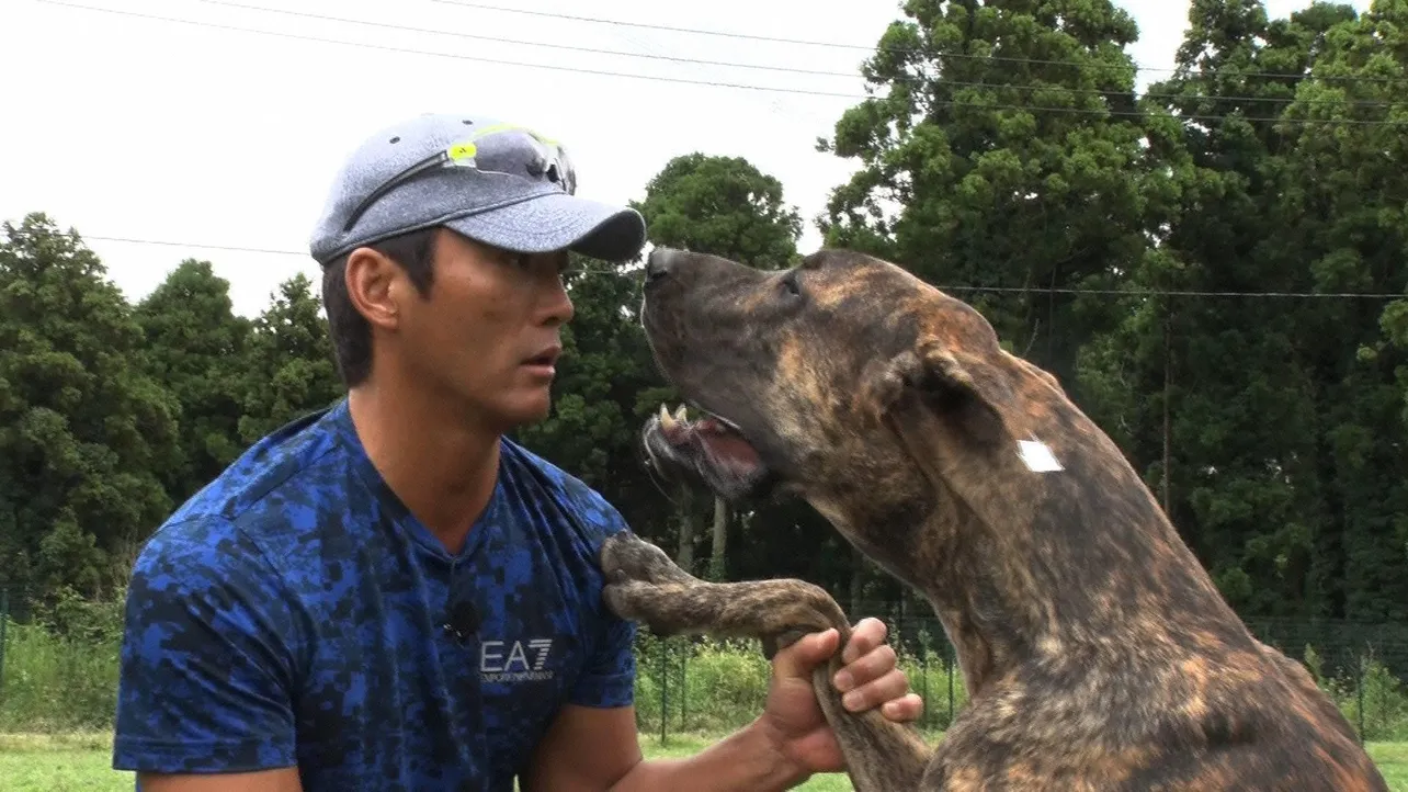 長嶋一茂は超大型犬の生態を学ぶ
