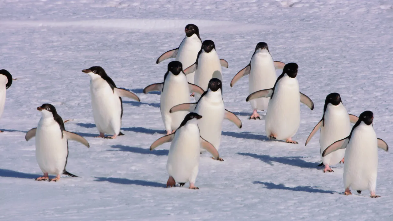 【写真を見る】かわいいペンギンも！　世界初の4K南極生中継が行われる