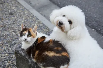 「僕坂」マスコット、ダイキチ＆オギと写真が撮れる“ミーグリイベント”開催！