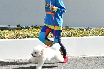 今度は誰が!? 「僕とシッポと神楽坂」出演者が看板犬ダイキチと“全力坂”を疾走