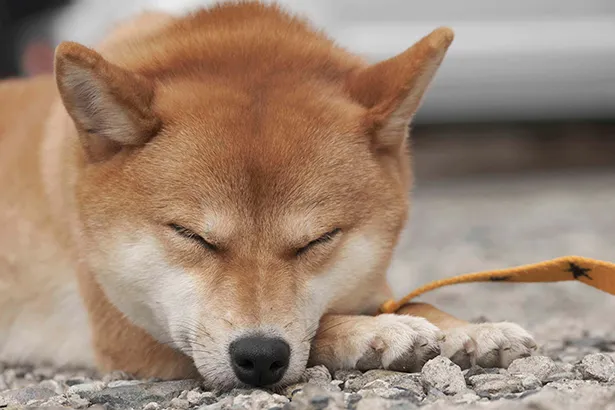 もふもふマニア悶絶 柴犬さんたちのキュートな姿が解禁 フォトsp 画像40 40 芸能ニュースならザテレビジョン