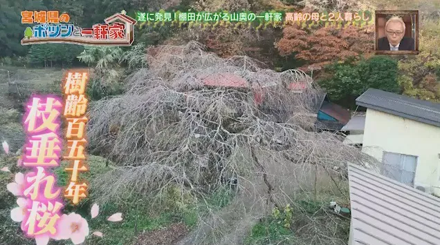 【写真を見る】宮城で発見した立派な桜の木がある一軒家、その実態とは!?