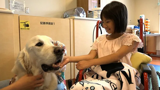 1月27日(日)の「NHKスペシャル」は、重い病と闘う少女と、その闘病を支えてきたセラピー犬の絆を追う