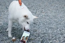 ドラマ「柴公園」第4話は犬×SNSのドタバタを描く!狙うは“犬スタグラム”映え