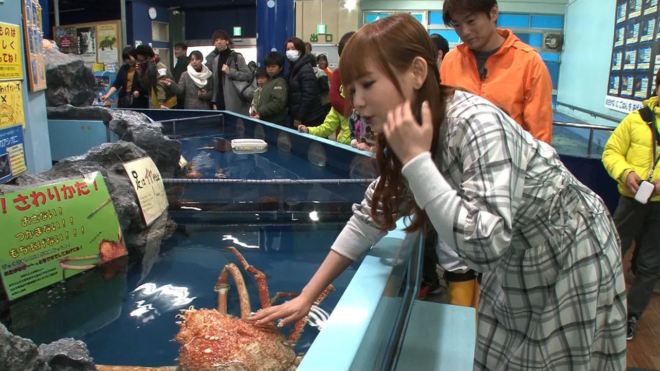 話題沸騰中の竹島水族館で巨大なカニに触れる。