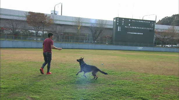 トシ サルのタックルに 横暴か 中村倫也新企画もスタート 志村どうぶつ園 画像6 8 芸能ニュースならザテレビジョン