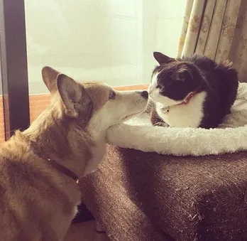 糸井重里らが保護犬・保護猫をサポートする大型番組が放送!