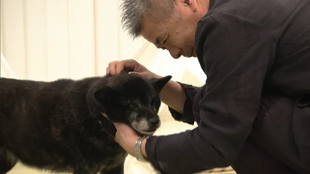 糸井重里らが保護犬 保護猫をサポートする大型番組が放送 画像3 3 芸能ニュースならザテレビジョン