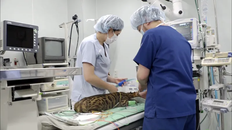 King ＆ Prince・高橋海人、24時間体勢の動物病院に密着取材！