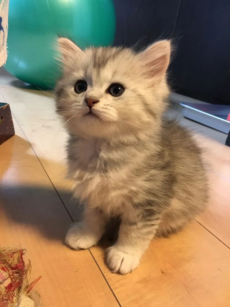 赤ちゃん時代のびょーちゃん...これは可愛すぎる！(写真は本人提供)