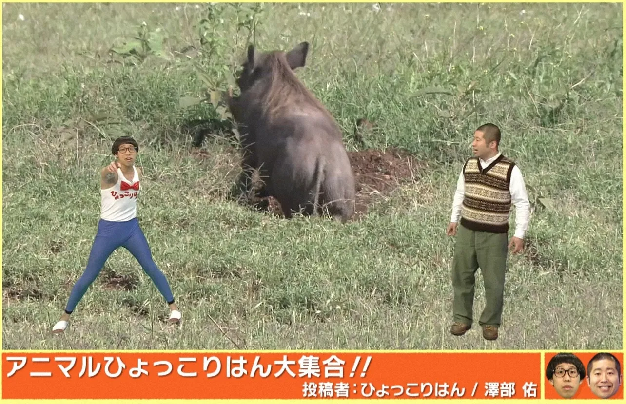 澤部佑とひょっこりはんの“コラボ”で、ひょっこりする動物の映像を送る