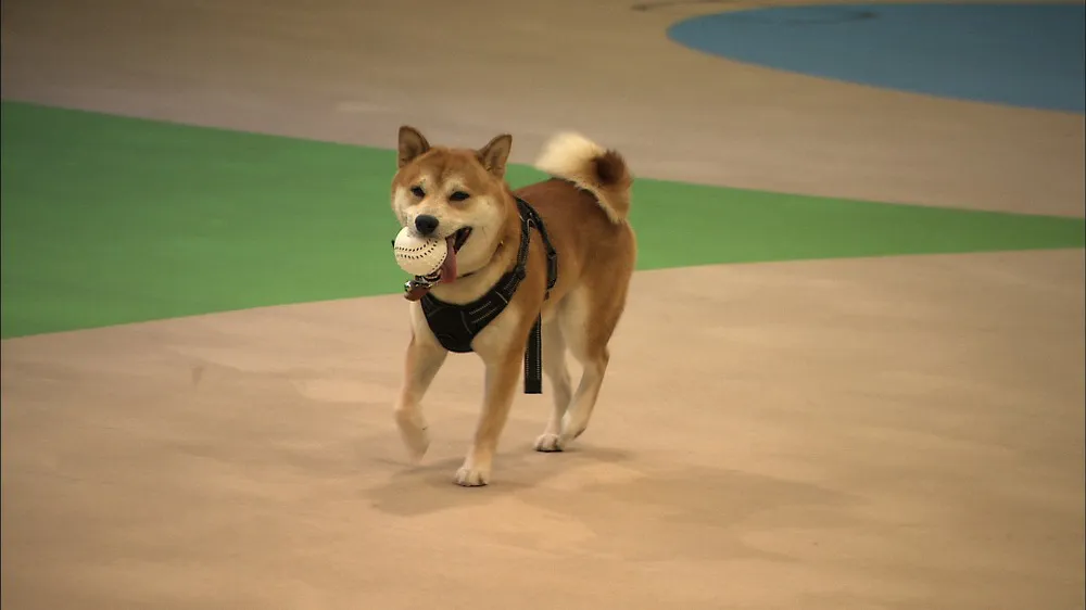 【写真を見る】テレビ初公開となるビートたけしの愛犬・ゴンちゃんがかわいすぎる…！