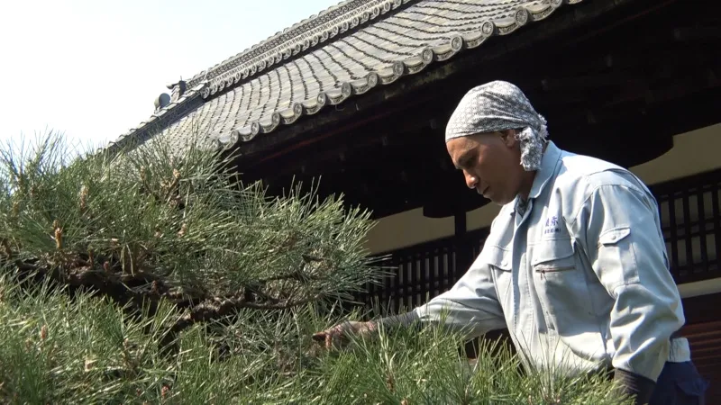 ラガーマン留学生からまさかの転身を果たし、京都の有名庭園を守るトンガ人庭師