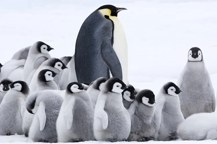 『皇帝ペンギン ただいま』 