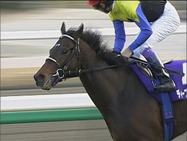 【写真を見る】有馬記念を走るディープインパクトの勇姿も！