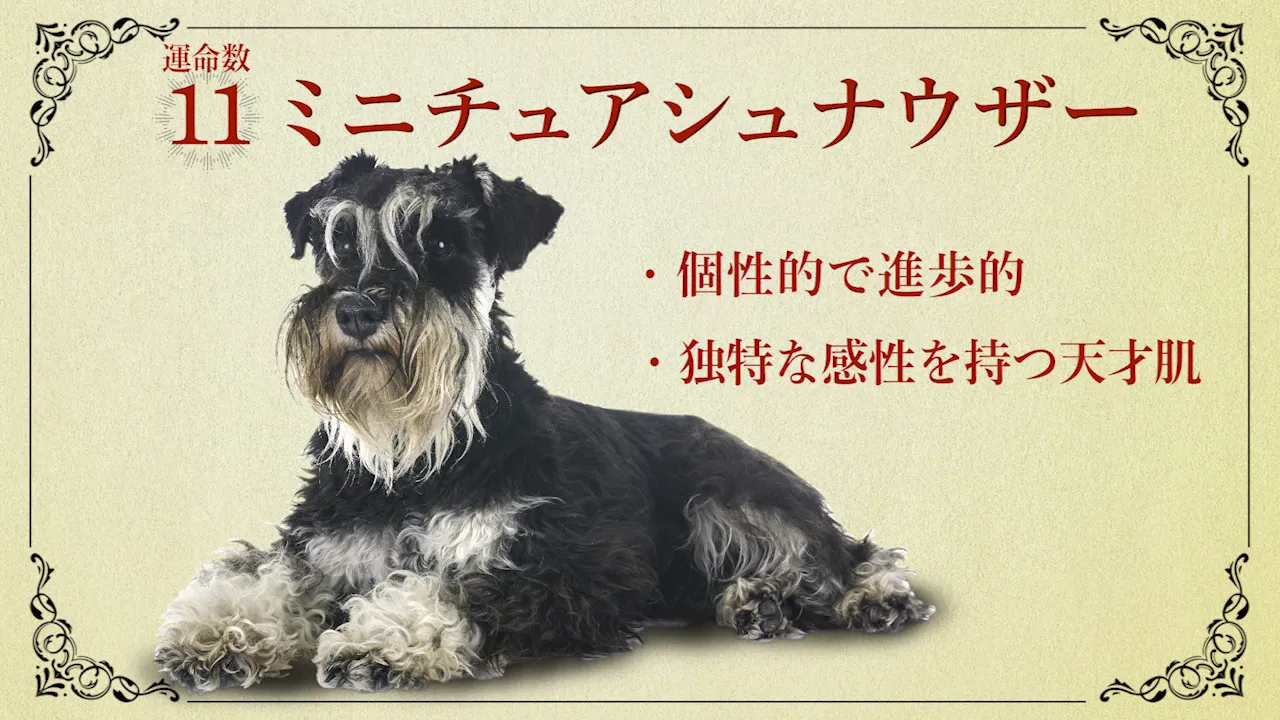 WEB動画「川栄李奈、犬占いされる。」 より