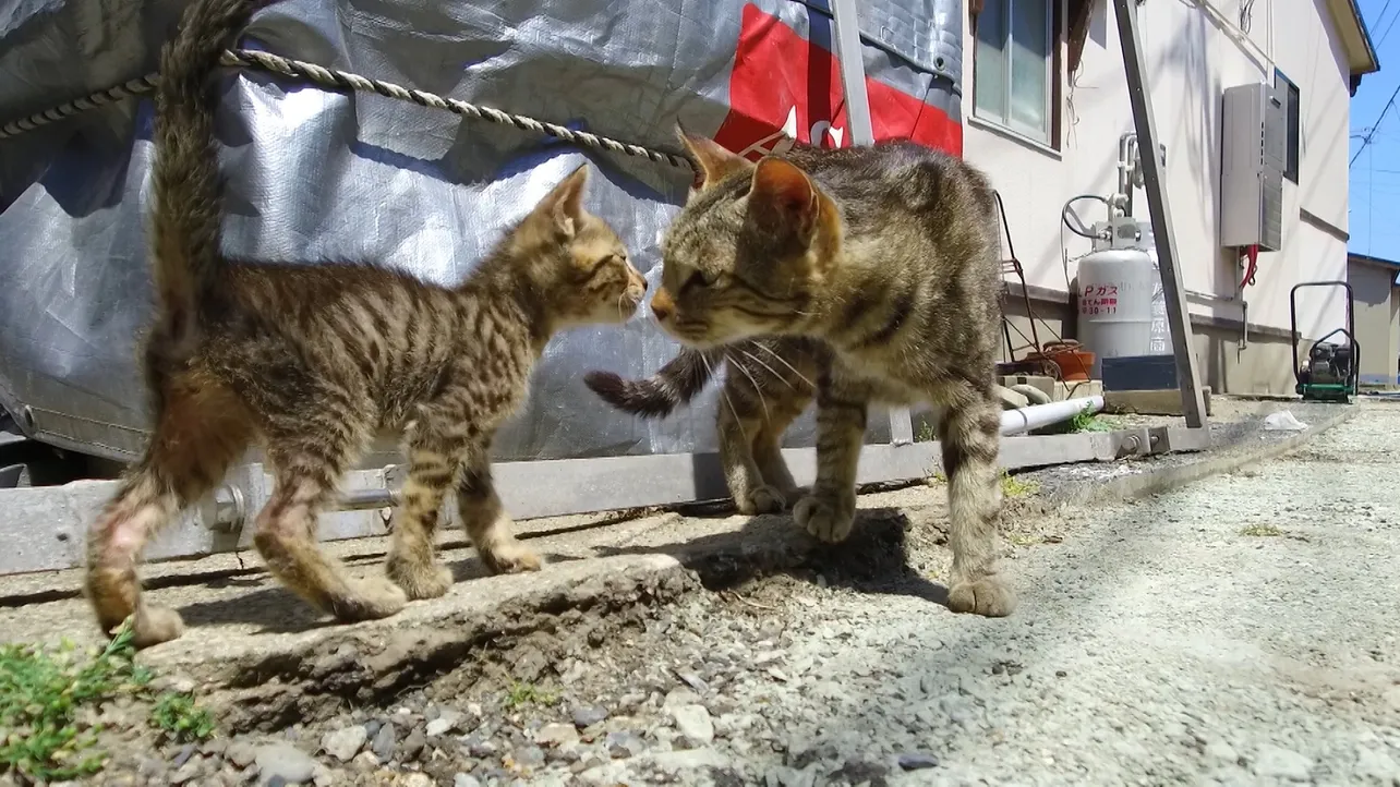 コガネとじゃれ合う息子のライ