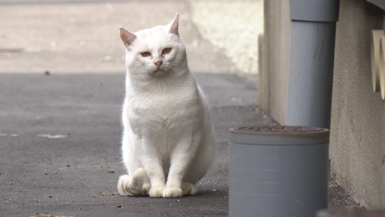 コガネの新恋人？な白ネコ