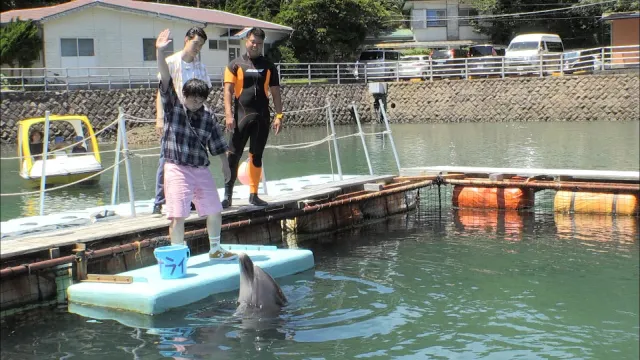 イルカのトレーナー体験に挑戦