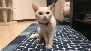 大河ドラマ出演経験あり!役者ネコあなごの遺作が放送