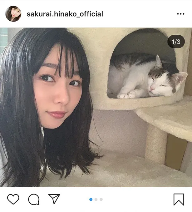 桜井日奈子と猫