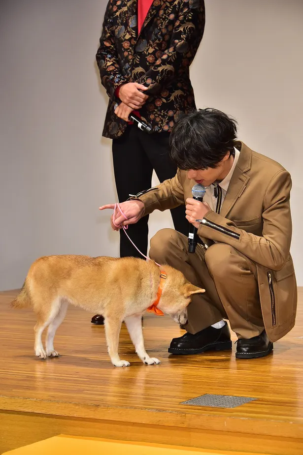 福士蒼汰 うれしいワン と柴犬の気持ちを代弁 4分間のマリーゴールド 画像10 32 芸能ニュースならザテレビジョン