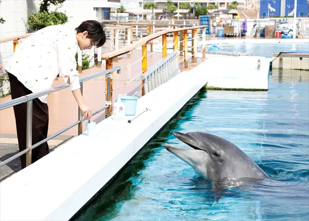 エサをあげる匠海くん。バンドウイルカは前のめり