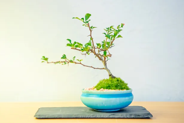 【写真を見る】平祐奈が考案＆制作した盆栽