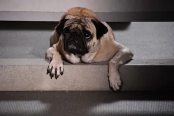 「まだ結婚できない男」の人気パグ犬“タツオ”って実際はどんなイヌ? マネージャーが語るデビュー秘話「昔 はすごく悪い子でした(笑)」