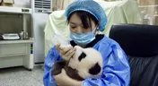 中国初の日本人女性パンダ飼育員や赤ちゃんパンダに密着
