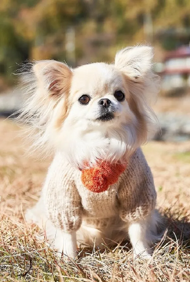 【写真を見る】ちくわ役の山口チョコ。つぶらな瞳がかわい過ぎる…