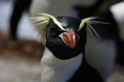 【写真】ニュージーランドに生息するスネアーズペンギンの生態とは? （5月1日放送）