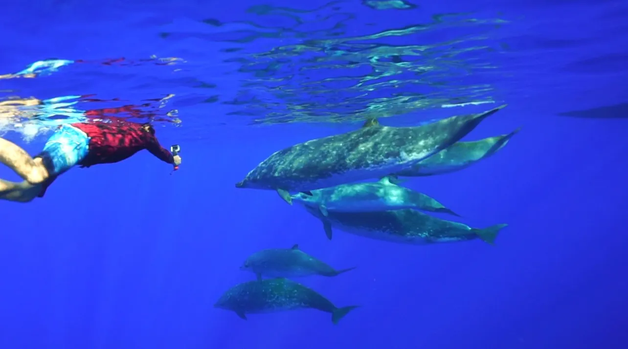 【写真を見る】ハワイの海で激撮…激レア動物！