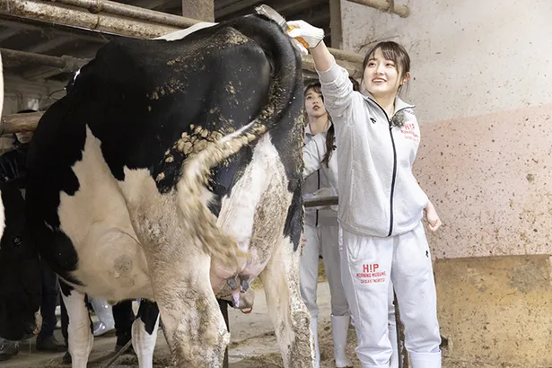 モーニング娘 が牧場で牛の乳搾り体験 プロっぽい牧野真莉愛と不向きな生田衣梨奈 2 4 Webザテレビジョン
