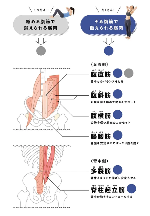 「『そる』だけでやせる 腹筋革命」より