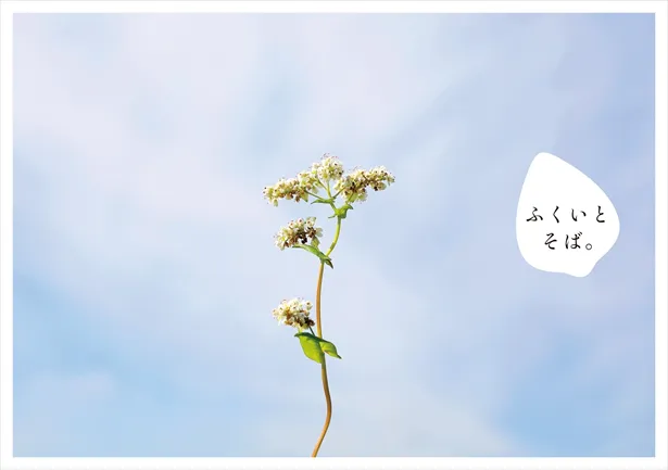 【写真を見る】青空を背景に咲くそばの花が美しい…フリーペーパー「ふくいとそば。」表紙