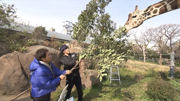 天王寺動物園で、キリンの餌やりを体験した浜田は「エラい力やで！」