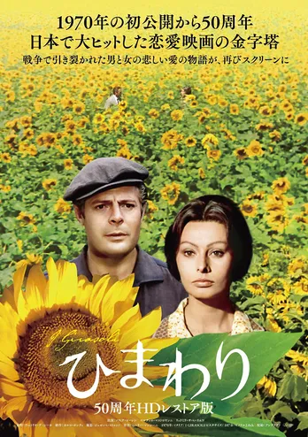 1970年の公開から50年、映画「ひまわり」、HDレストア版で上映決定