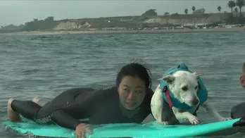 ＜イッテQ＞みやぞんがロシアでジャグリングに挑戦！ いとうあさこは犬とあるスポーツに挑む