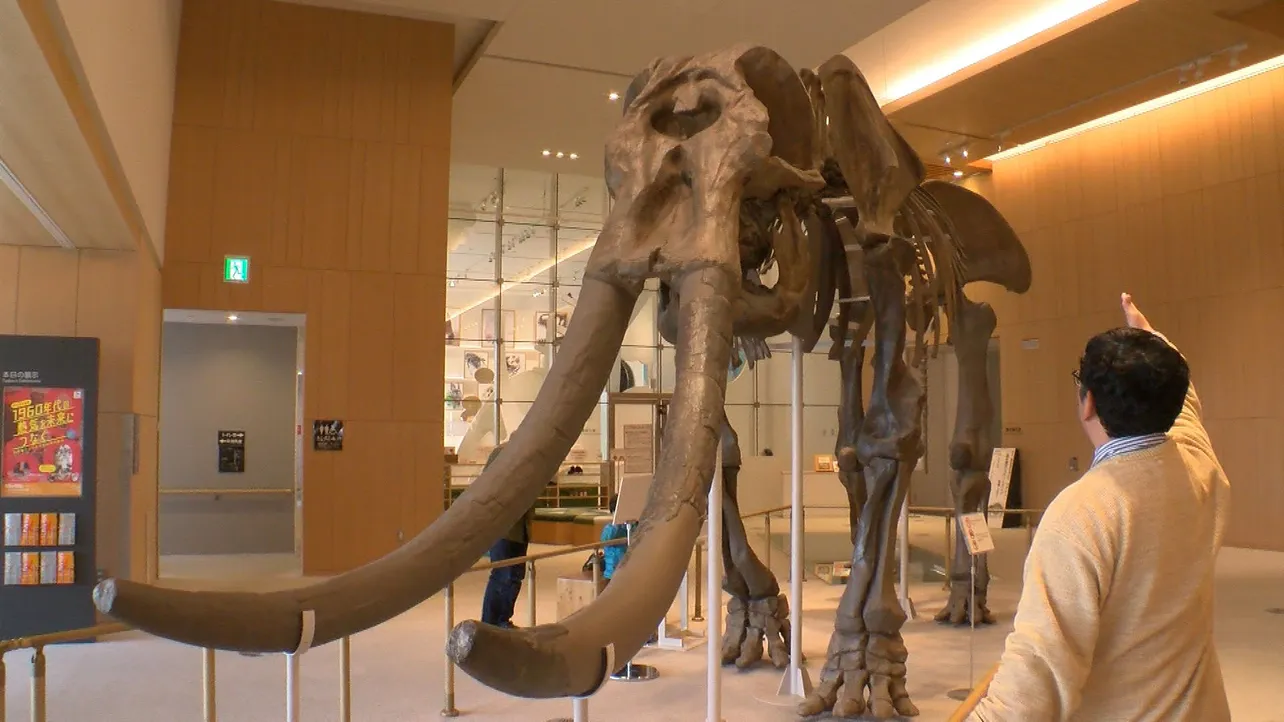 博物館にてミエゾウの大きさに驚くチャンカワイ