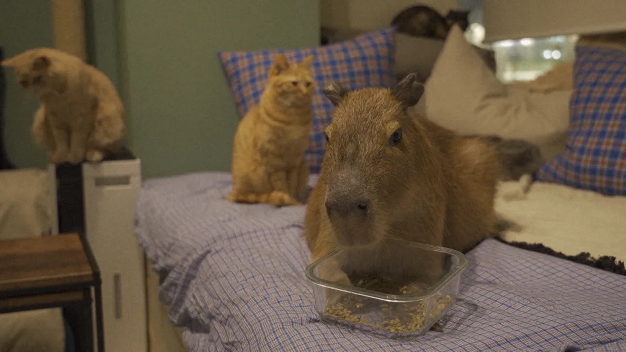 ネコカフェなのに、カピバラが人気！“看板もふもふ”が登場