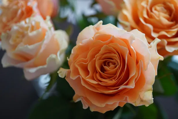 稲垣がブログで公開した薔薇の花