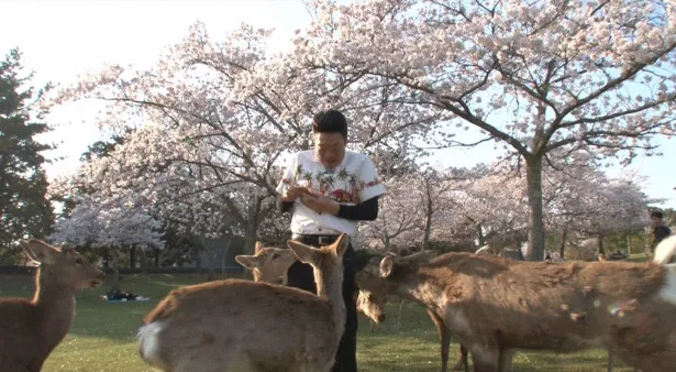 【写真を見る】みやぞんは、奈良で桜をバックにシカと戯れる