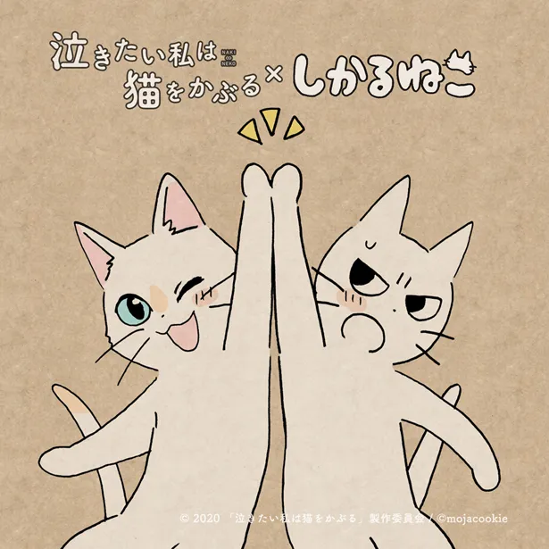Twitterから誕生した人気キャラクター「しかるねこ」が、志田未来＆花江夏樹W主演映画「泣きたい私は猫をかぶる」の応援隊長に就任した