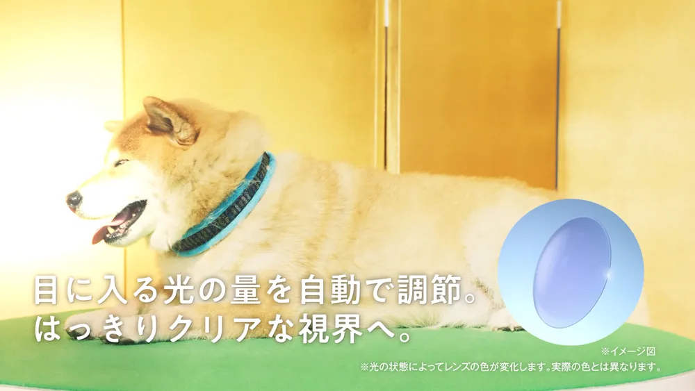 「アキュビュー スマート調光」新TVCM「柴犬まる」篇より