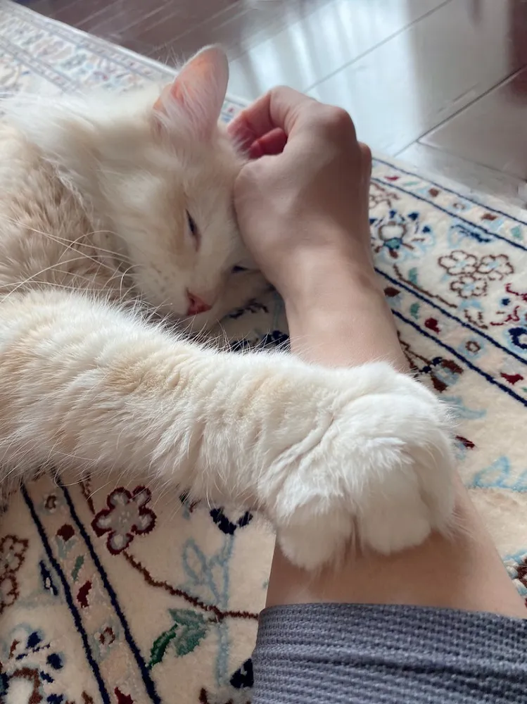 【写真を見る】DAIGOが愛猫“ジル”、愛称“ぷっぷちゃん”のまったり中写真を公開した