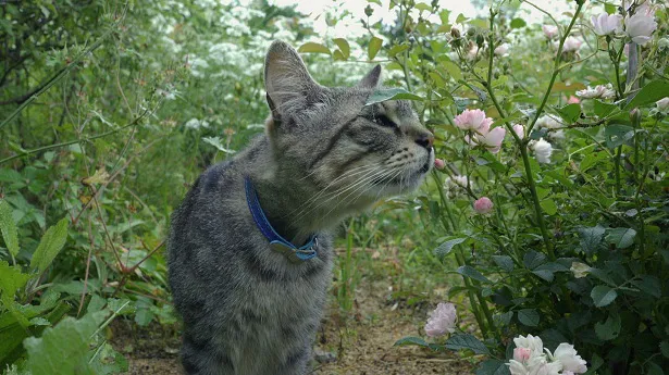ネコたちのバラに囲まれたスローライフを紹介！